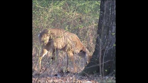 Deer in the Woods