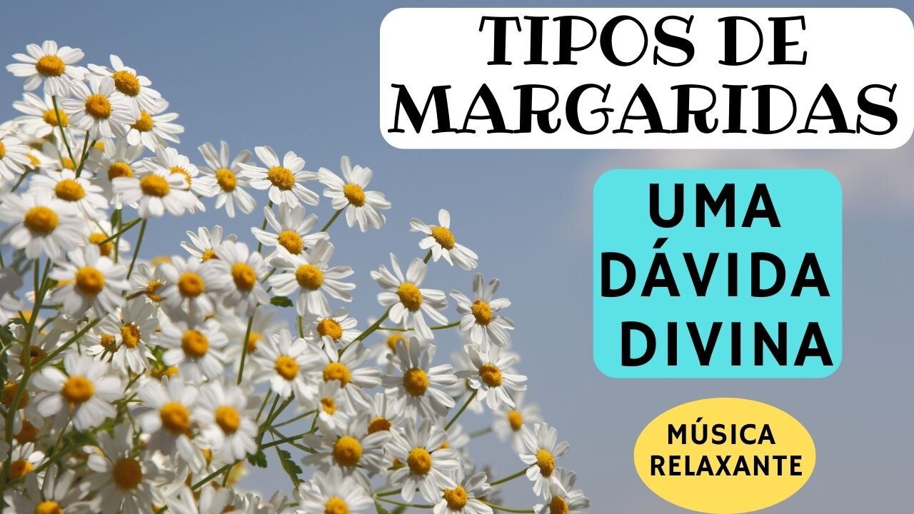 Tipos de Margaridas Uma dádiva Divina Música Relaxante