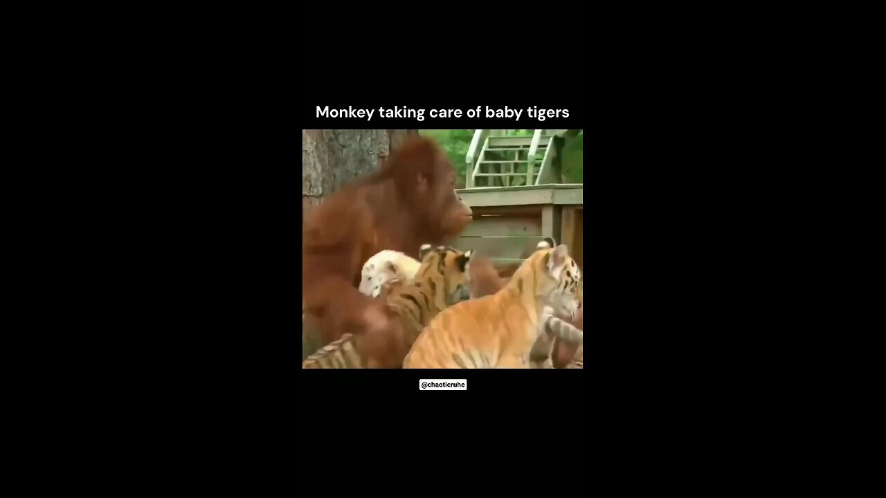 monkey Take care the tiger