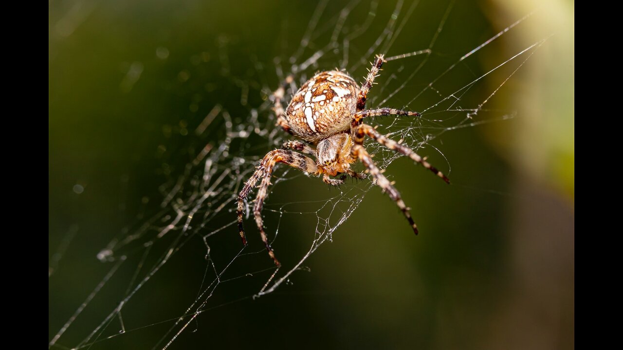 Spider neutralizing its prey in the web [Aranha neutralizando sua presa na teia]