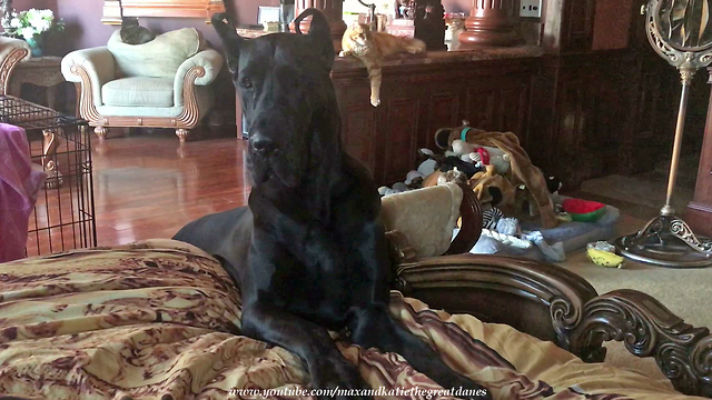 Funny Little Great Dane Learns to Climb into Bed