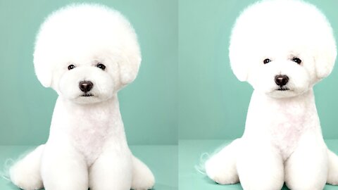 VERY CUTE DOG 2021
