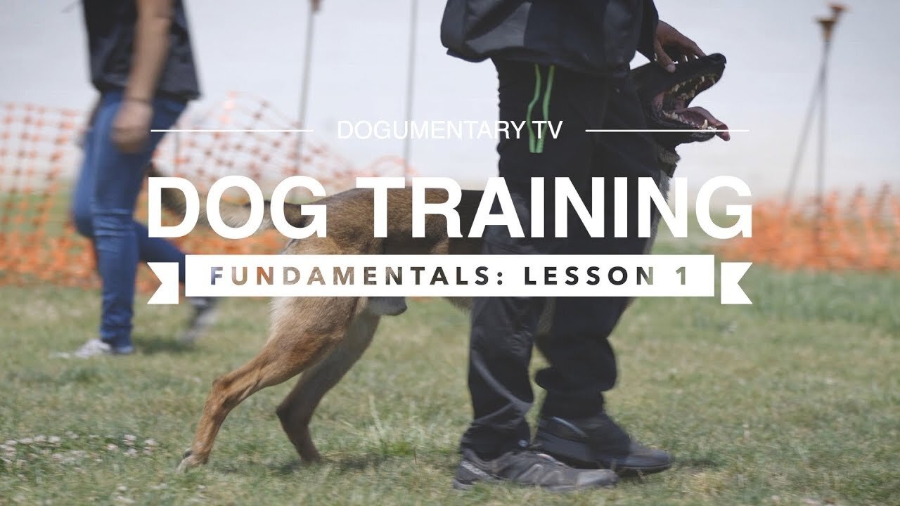 DOG TRAINING FUNDAMENTALS: Lession 1