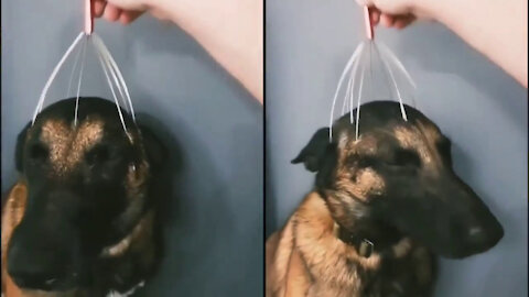 Dog observe with head massage & Make funny sounds