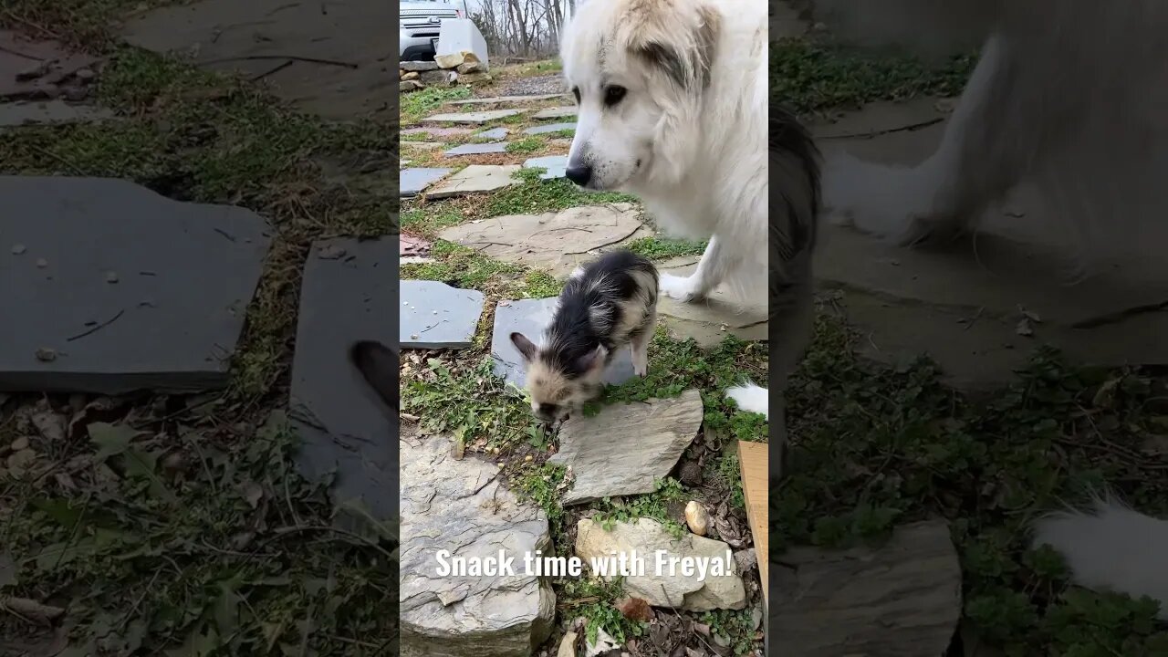 🐷Hermione has a quick snack with #greatpyrenees Freya 🥰 #kunekune #pigs #farmlife #cute