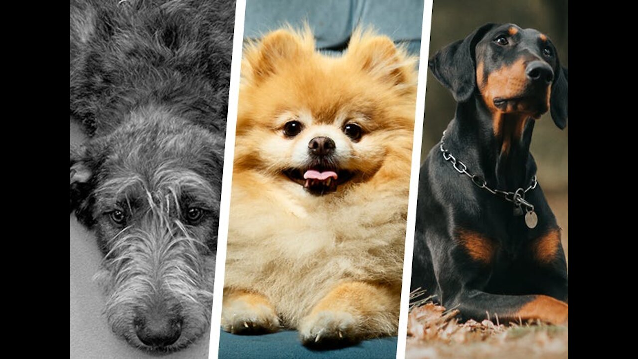 TOP 10 Dog Breeds You Can Leave Alone At Home