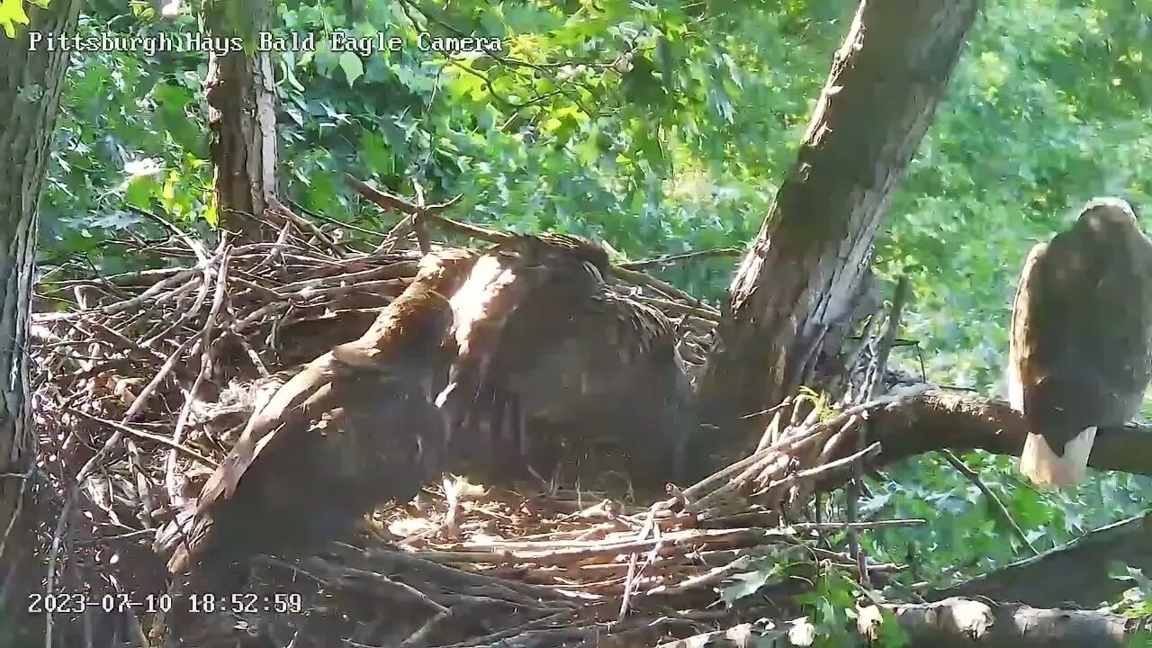 Hays Eagles Mom brings a Fish to the Nest H20 H19 Tussle to Eat 18:51 7.10.23