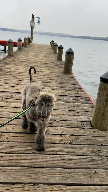 Afghan hound puppy training!