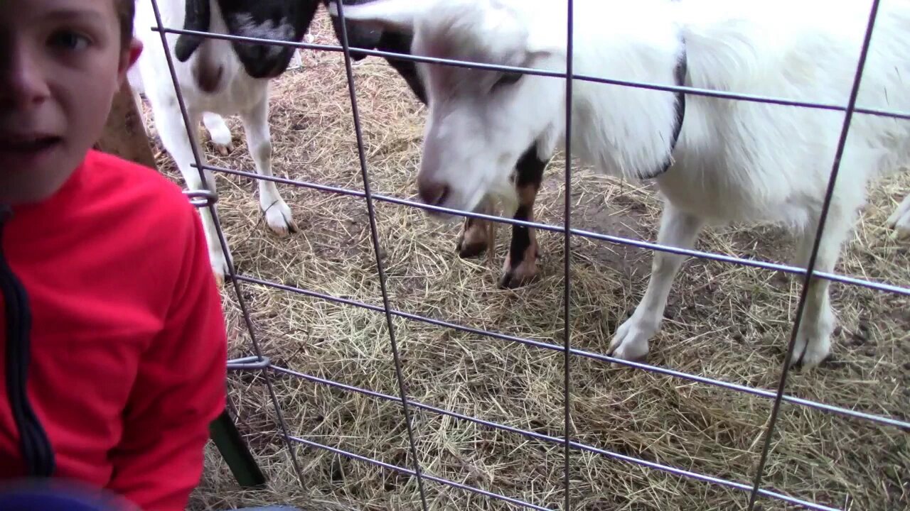 Texas Boys Minerals for our goats.