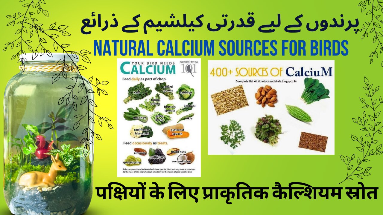 Natural Calcium Sources For Birds #calcium #calciumrichfood #birds #birdcare