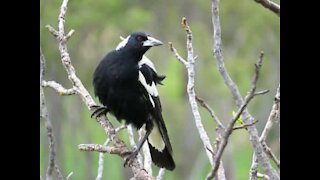 Magpie Australiano apanha comida com facilidade no ar