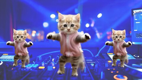 Cat funny dance videos