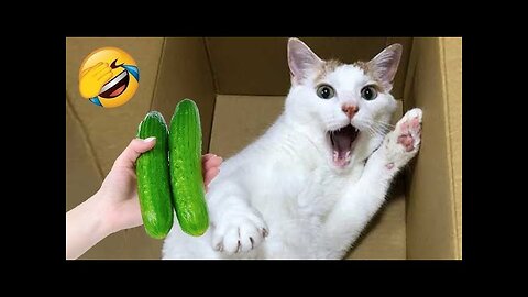 "Laughter And Joy: Top Funny Animal Videos"