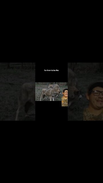 Animal threat displays go HARD