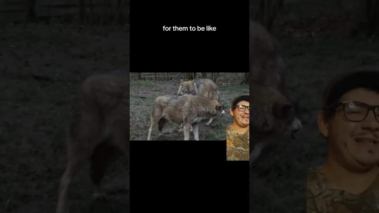 Animal threat displays go HARD