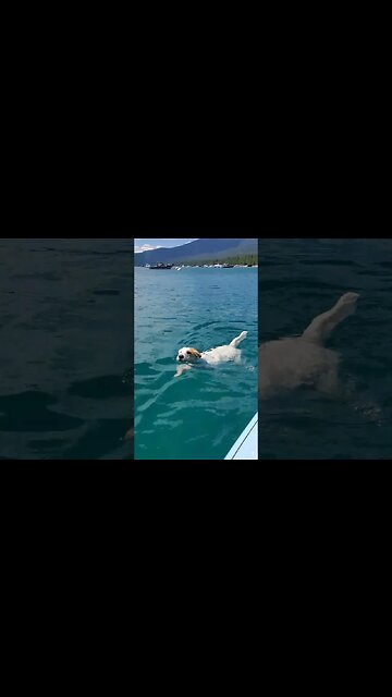 the greatest canine swimmer