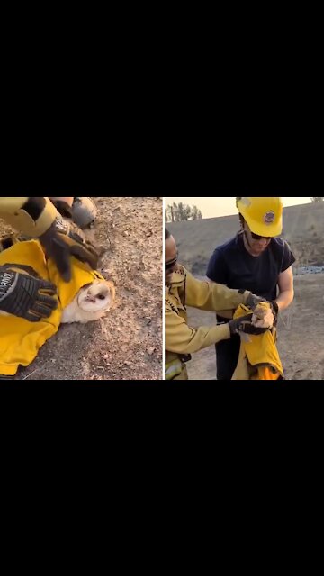Firefighters rescue barn owl from massive California wildfire