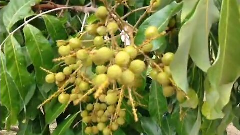 longan fruit is still young