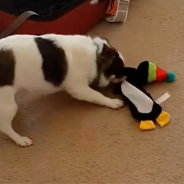 Terrier Beats up his Penguin Toy