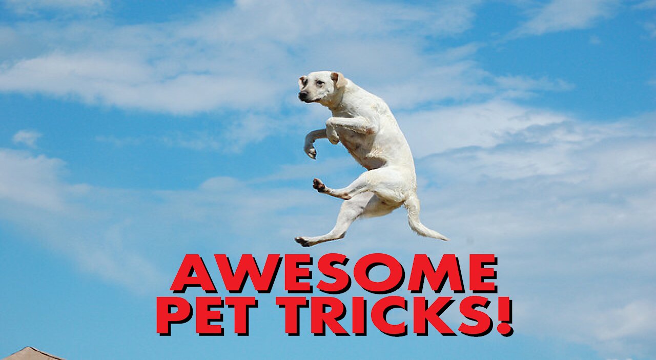 Awesome Pet Tricks – Part 1