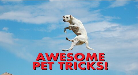 Awesome Pet Tricks – Part 1