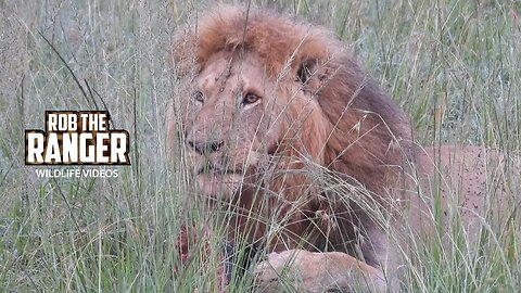 Buffalo Breakfast For A Big lion | Lalashe Maasai Mara Safari