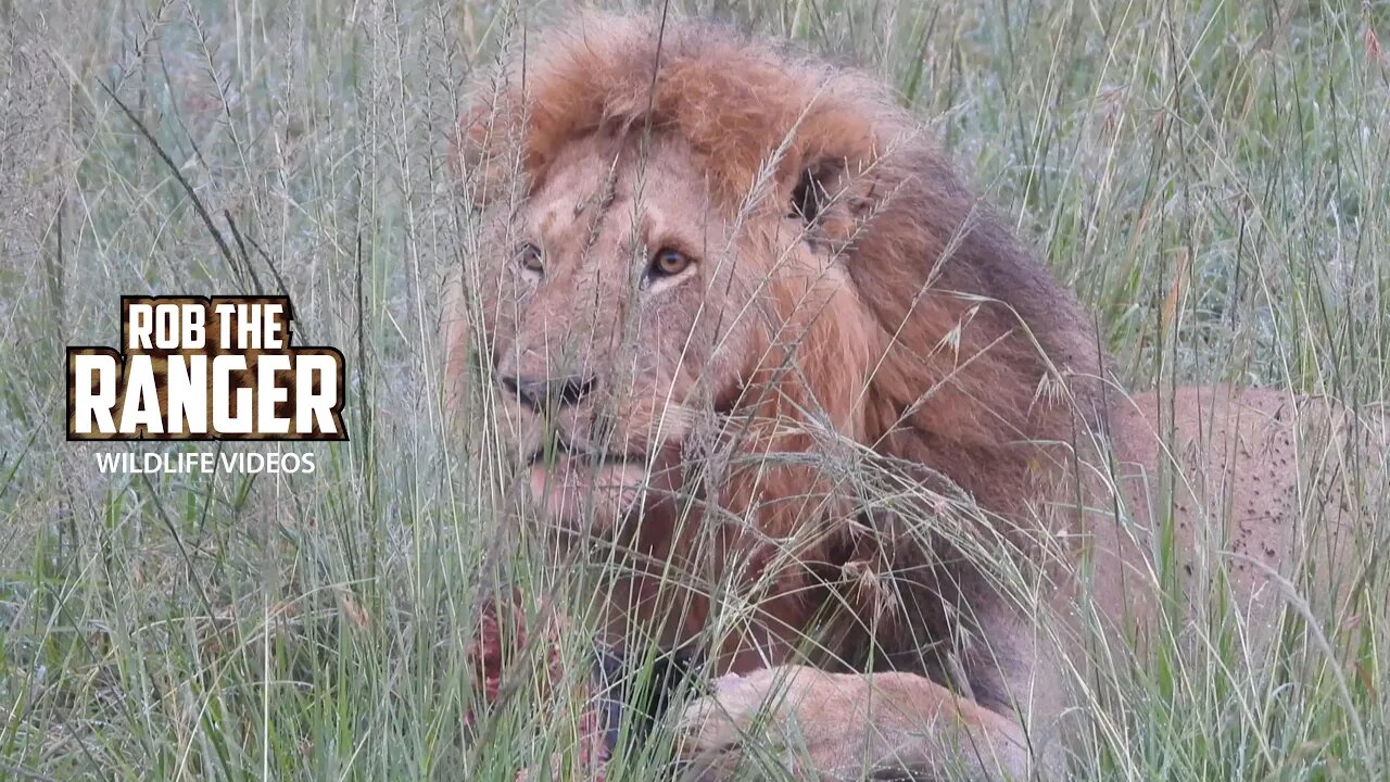 Buffalo Breakfast For A Big lion | Lalashe Maasai Mara Safari