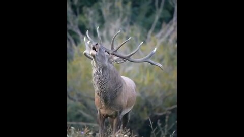 The roar of a deer