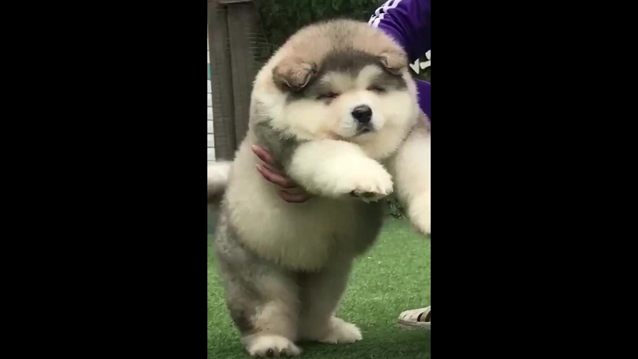 Baby Alaskan Malamute Cutest Moments 😍