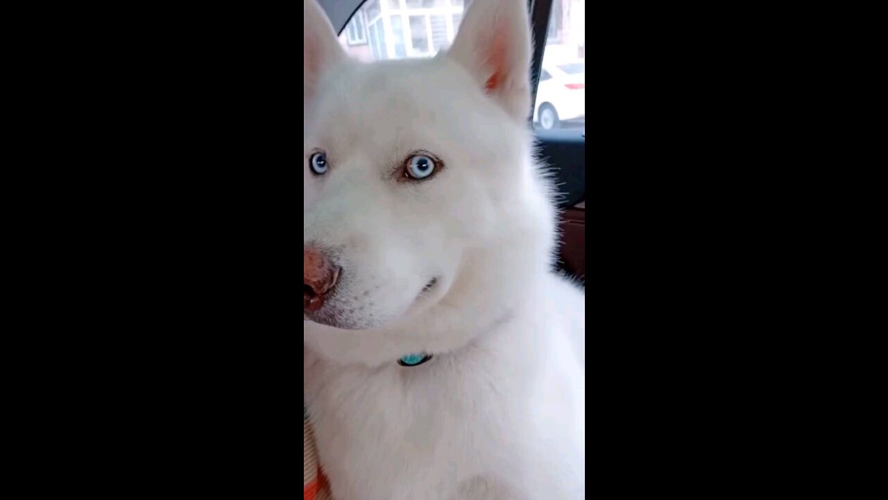 Cute Husky ..but ...