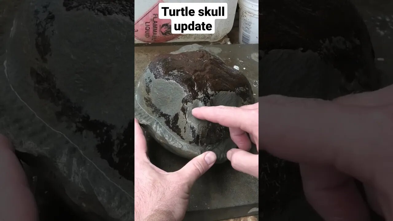 Fossil turtle skull update after acid bath #fossil #skull #turtle #science