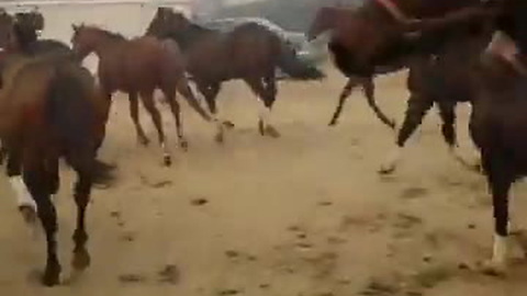 Panic Ensues as People Work to Save 400+ Race Horses before Wildfire Engulfs Stables