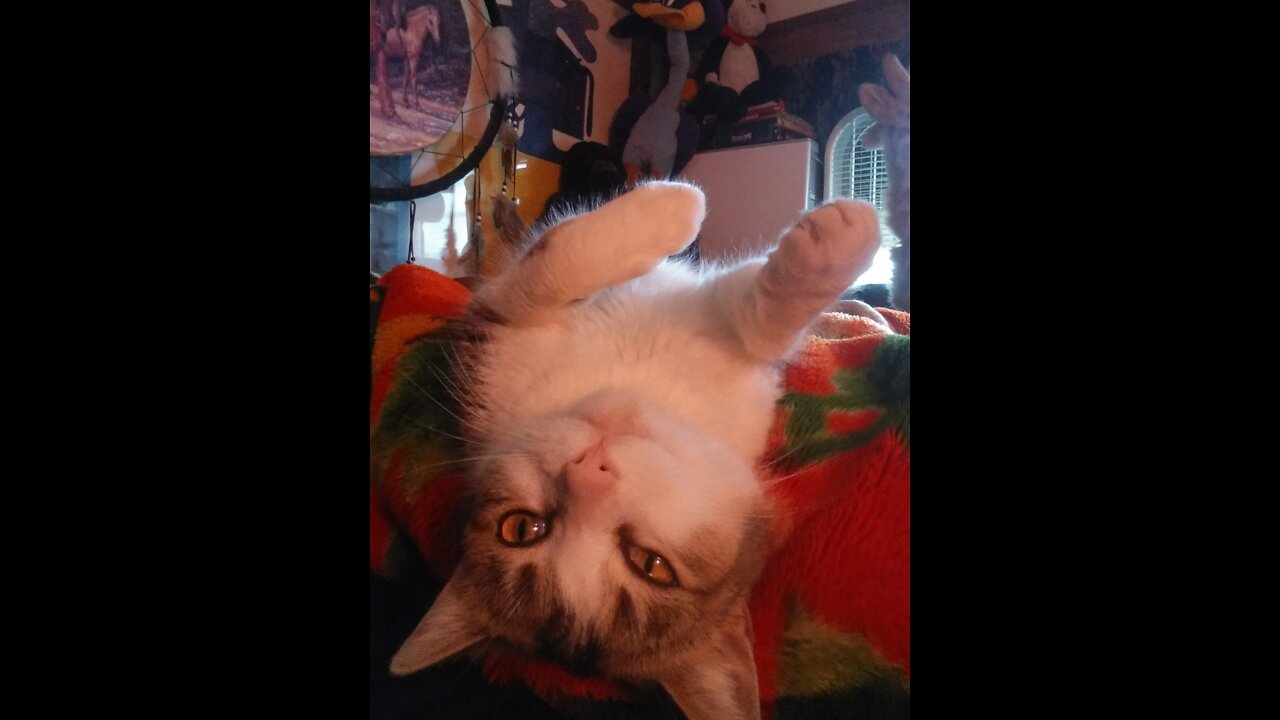 Amazing Critters....