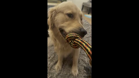 Drip drip golden retriever