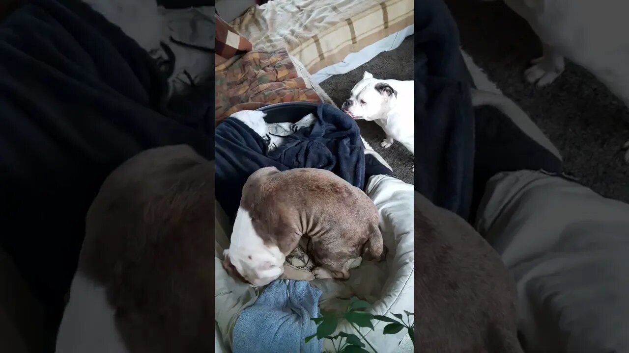 famke fell during the play...