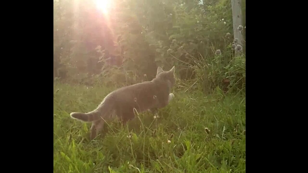 A young cat in hunting mode + jumping