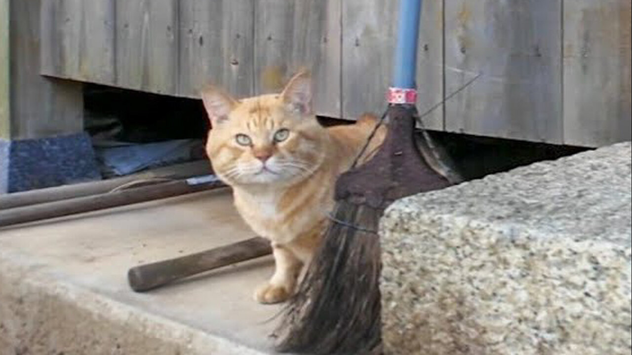 [Hidden character] When I went to the shrine, in addition to the usual cats, a fat cat also appeared