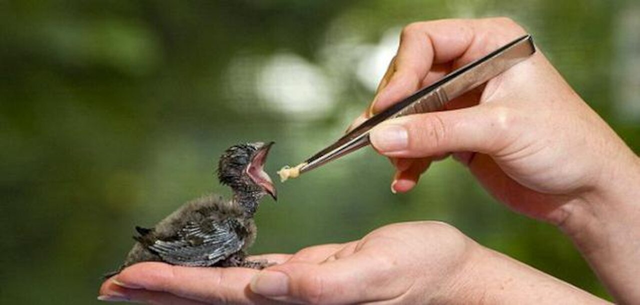 How to feed a bird chick