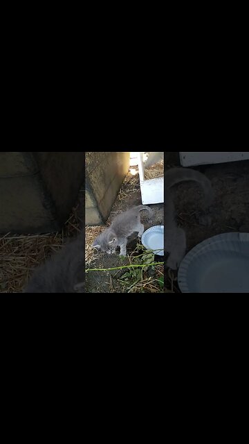 Kitten Learning about Water and Consiquences
