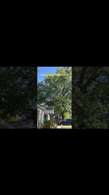 What Kind Of Bird Is This?