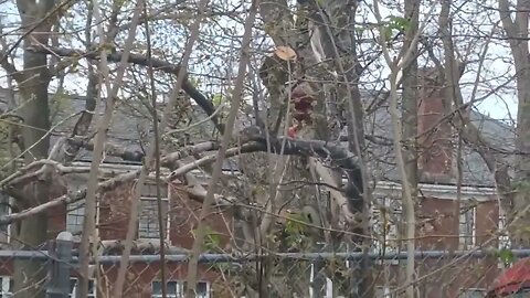 cutting down an old dead tree