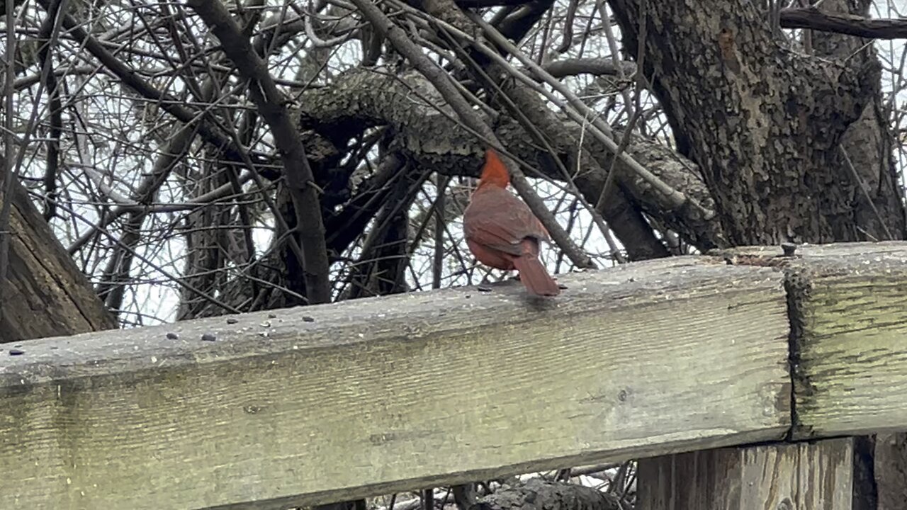 Male Cardinal having some seeds