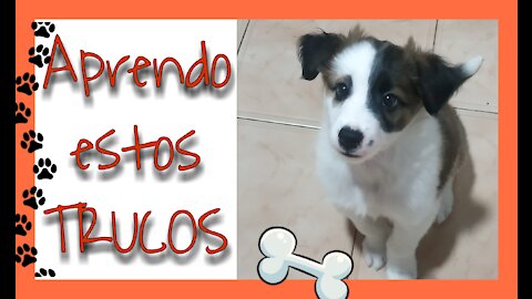 Aprendiendo trucos con 2 meses