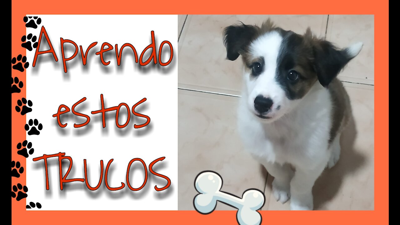 Aprendiendo trucos con 2 meses