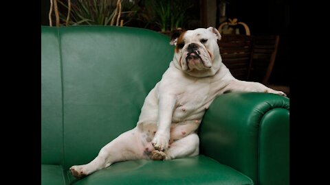 Funny Videos of DOGS | Easy Dog Training #shorts