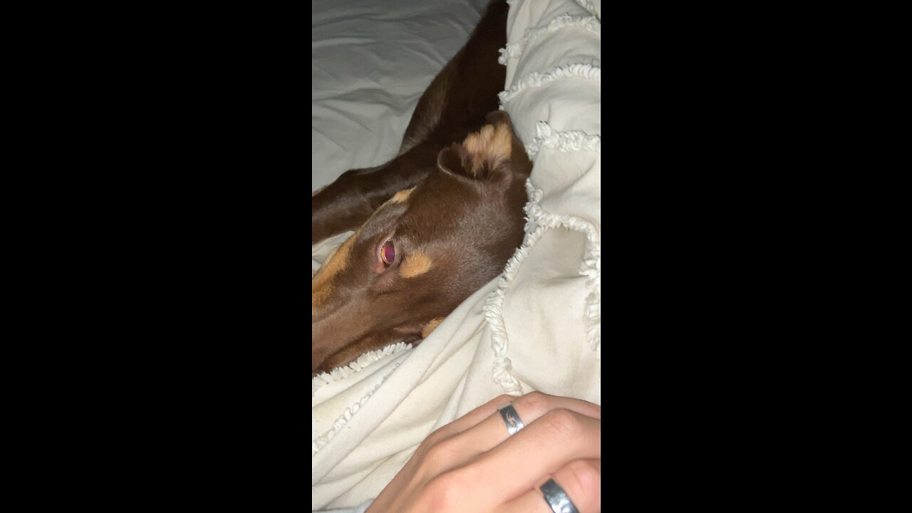 Dogs don’t care about your space