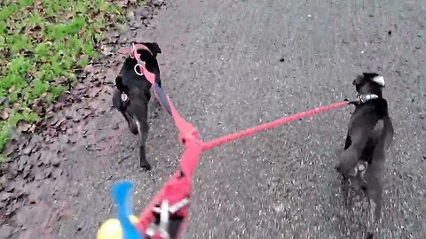 Tactical uses for dogs in modern day and age? Watch Protect Stop Deter Exterminate