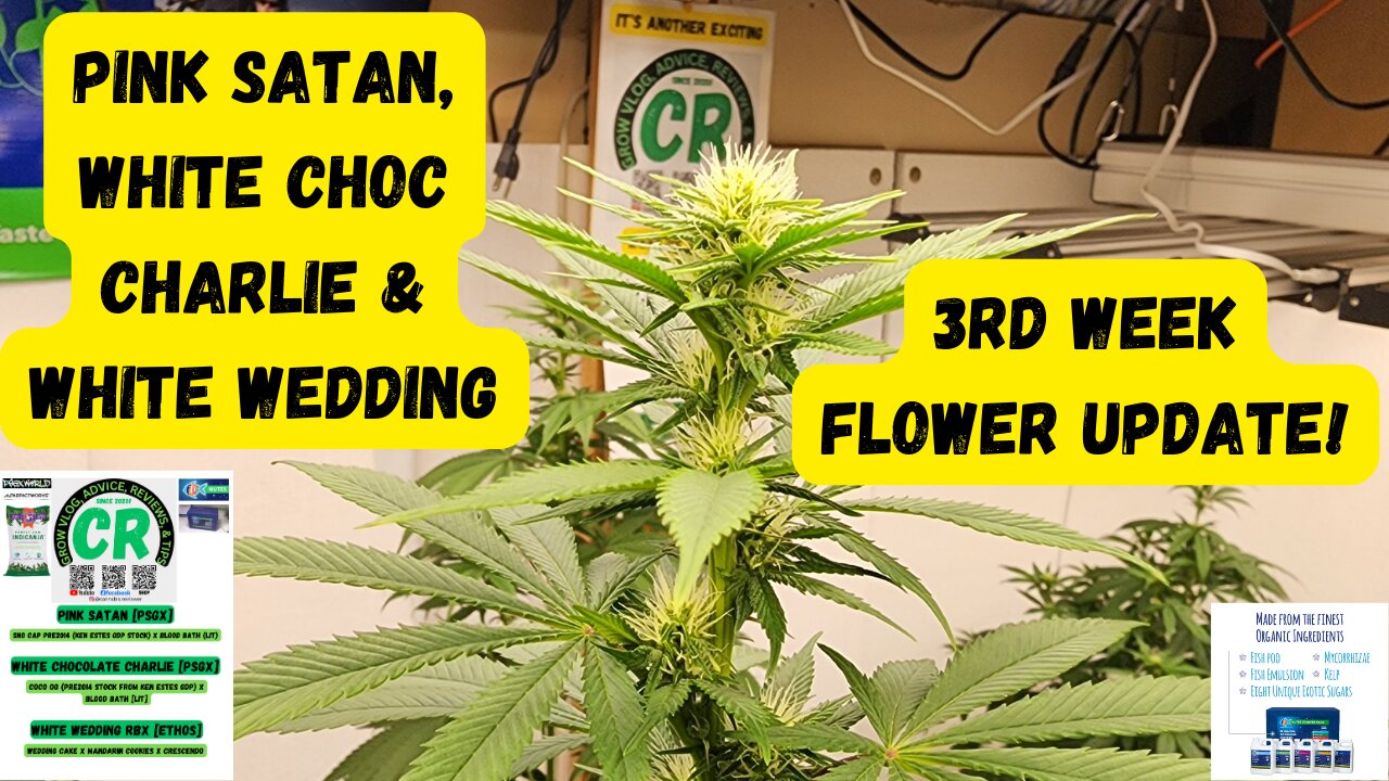 PSGX Pink Satan, White Choc Charlie, & Ethos White Wedding 3rd Week Flower Medical Cannabis Update!