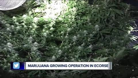 Marijuana grow operation found in Ecorse