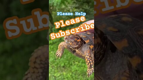 Be in the Know: Subscribe and Stay Informed #prepperboss #turtles #easternboxturtle